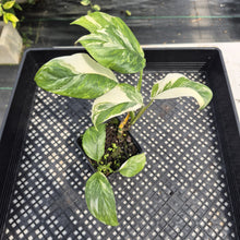 Load image into Gallery viewer, Monstera Lechleriana Variegated exact plant, Fedex 2day*