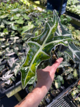 Load image into Gallery viewer, Alocasia sanderiana 'Nobilis' Aurea, Exact Plant Ships Nationwide