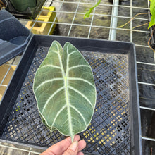 Load image into Gallery viewer, Alocasia Longiloba Grandis x Sanderiana 'Mark Campbell' 4" pot, Fedex 2day*