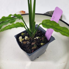 Load image into Gallery viewer, Monstera Obliqua Peru 2.5" Pot, Fedex 2 day*