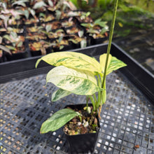 Load image into Gallery viewer, Rhaphidophora Puberula Variegated exact plant, Fedex 2day*