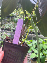 Load image into Gallery viewer, Anthurium Papillilaminum Fort Sherman X ( FS X Ralph Lynam) 8" pot, Fedex 2day