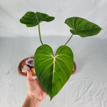 Load image into Gallery viewer, Philodendron Gloriosum, Pink Veined Back 4" pot, Fedex 2 day*