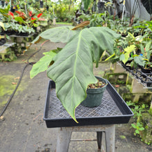 Load image into Gallery viewer, Philodendron Corsinianum exact plant, Fedex 2day*