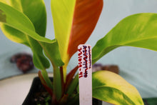 Load image into Gallery viewer, Variegated Philodendron Red Moon 'Half moon' Exact Plant