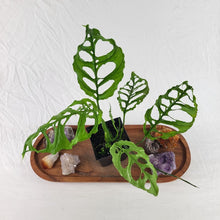 Load image into Gallery viewer, Monstera Obliqua Peru 4" pot, Fedex 2 day*