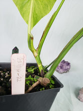 Load image into Gallery viewer, Borsigiana Aurea, Exact Plant, variegated Monstera