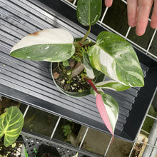 Load image into Gallery viewer, Philodendron White Princess Variegated exact plant, Fedex 2day*