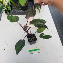 Load image into Gallery viewer, Philodendron Red Anderson, Exact Plant Ships Nationwide