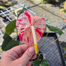 Load image into Gallery viewer, Anthurium Shibori, Exact Plant Variegated