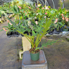 Load image into Gallery viewer, Philodendron Orchid Jungle, Exact Plant Ships Nationwide