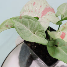 Load image into Gallery viewer, Syngonium Milk Confetti Shipped Nationwide