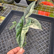 Load image into Gallery viewer, Alocasia Simpo Albo, Exact Plant, Ships Nationwide