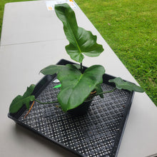 Load image into Gallery viewer, Philodendron Minarum 'Lime Fiddle', Exact Plant Ships Nationwide