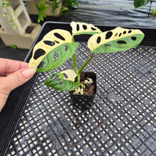 Load image into Gallery viewer, Monstera Adansonii Albo Tricolor Variegated exact plant, Fedex 2day*