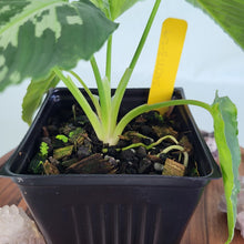 Load image into Gallery viewer, Homalomena Schismatoglottis Neoguineensis 4" pot, Fedex 2 day*