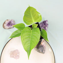 Load image into Gallery viewer, Anthurium Veitchii 4" pot, Fedex 2 day*