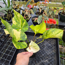 Load image into Gallery viewer, Anthurium Andraeanum White Heart, Exact Plant Variegated Ships Nationwide