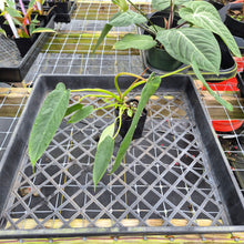 Load image into Gallery viewer, Philodendron Spiritus Sancti, Exact Plant Ships Nationwide