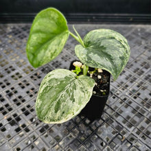 Load image into Gallery viewer, Scindapsus Silver Night King Variegated 2.5" pot, Fedex 2day*