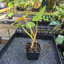 Load image into Gallery viewer, Philodendron Goldiana 4" pot, Fedex 2day*