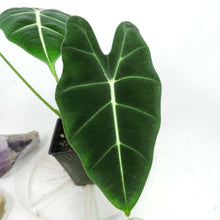 Load image into Gallery viewer, Alocasia Frydek, Micholitziana 4" pot, Fedex 2day*