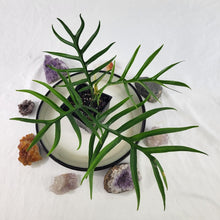 Load image into Gallery viewer, Philodendron Tortum, Exact Plant wide form Ships Nationwide