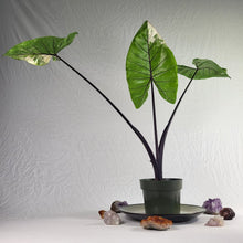 Load image into Gallery viewer, Alocasia Macrorhizza Black Stem, Exact Plant Variegated