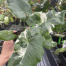Load image into Gallery viewer, Alocasia Odora, Okinawa Silver Variegated exact plant, Fedex 2day*