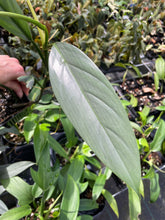 Load image into Gallery viewer, Philodendron Hastatum Silver Sword Narrow Form 4" pot, Fedex 2day*