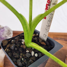 Load image into Gallery viewer, Alocasia Gageana Aurea, Exact Plant Variegated