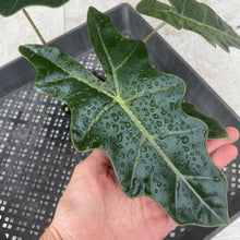 Load image into Gallery viewer, Alocasia Pseudosanderiana , Exact Plant