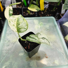 Load image into Gallery viewer, Scindapsus Peasun, Exact Plant Variegated Ships Nationwide