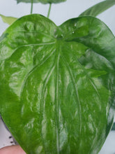 Load image into Gallery viewer, Cucullata Banana Split, Exact Plant, variegated Alocasia