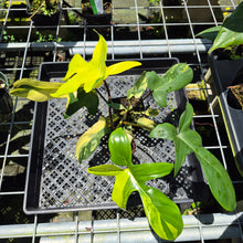 Load image into Gallery viewer, Philodendron Florida Beauty Variegated exact plant, Fedex 2day*