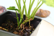 Load image into Gallery viewer, Variegated Syngonium Podophyllum Mojito Double plant Exact Plant