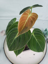 Load image into Gallery viewer, Melanochrysum, exact plant, Philodendron, ships nationwide