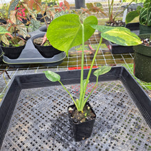 Load image into Gallery viewer, Monstera Marilyn Variegated, Exact Plant Ships Nationwide.