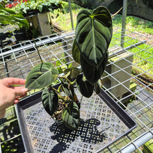 Load image into Gallery viewer, Philodendron Melanochrysum Variegated exact plant, Fedex 2day*