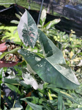 Load image into Gallery viewer, Alocasia Simpo Albo variegated 2.5" pot, Fedex 2day*