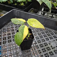 Load image into Gallery viewer, Alocasia wentii aurea, Exact Plant Ships Nationwide