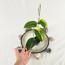 Load image into Gallery viewer, Scindapsus Jade Satin Aurea, Exact Plant Variegated Ships Nationwide