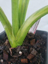Load image into Gallery viewer, Alocasia Gageana Aurea, Exact Plant Variegated
