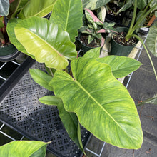 Load image into Gallery viewer, Philodendron Jungle Fever Mint Variegated exact plant, Fedex 2day