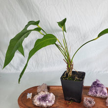 Load image into Gallery viewer, Anthurium Spectabile, Exact Plant