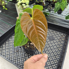 Load image into Gallery viewer, Anthurium Moodeanum x Veitchii, exact plant, Fedex 2day*