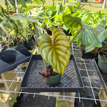 Load image into Gallery viewer, Philodendron Plowmanii, Exact Plant Ships Nationwide