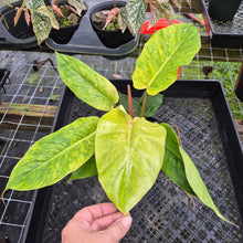 Load image into Gallery viewer, Philodendron Jungle Fever Mint, Exact Plant Variegated Ships Nationwide