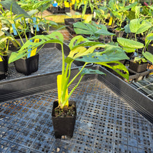 Load image into Gallery viewer, Monstera Adansonii Aurea, Exact Plant Variegated Ships Nationwide