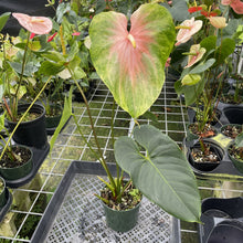 Load image into Gallery viewer, Anthurium Anuenue Obake Bicolor pink/green Fedex 2day